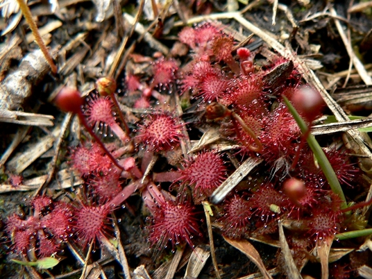 {Drosera capillaris}